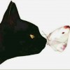 爱吃鱼的猫