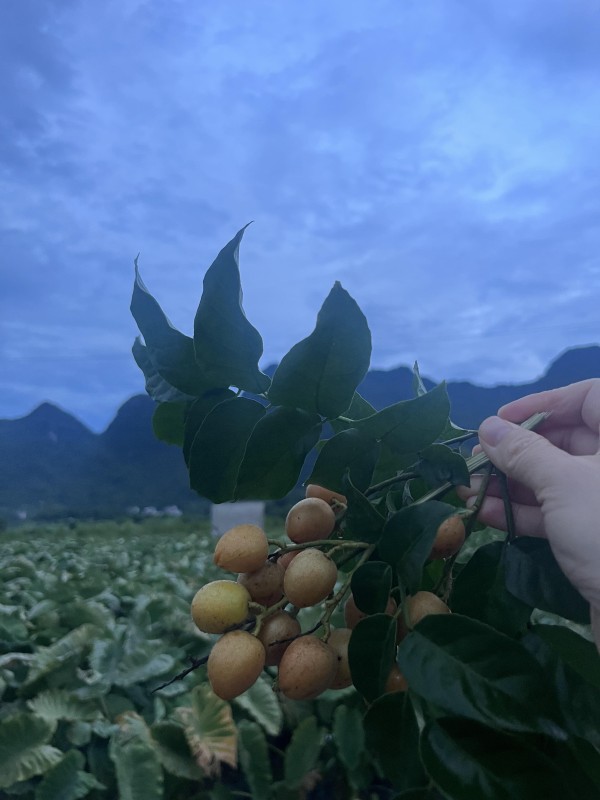 515F6C49-C318-428F-AD38-25F999FD9AD9.jpeg 515F6C49-C318-428F-AD38-25F999FD9AD9.jpeg