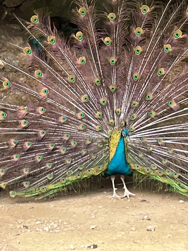 2FAF3570-D89C-4364-948F-16973220D085.jpeg 2FAF3570-D89C-4364-948F-16973220D085.jpeg